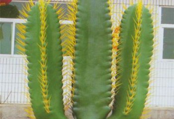 萍鄉(xiāng)庭院仙人掌雕塑